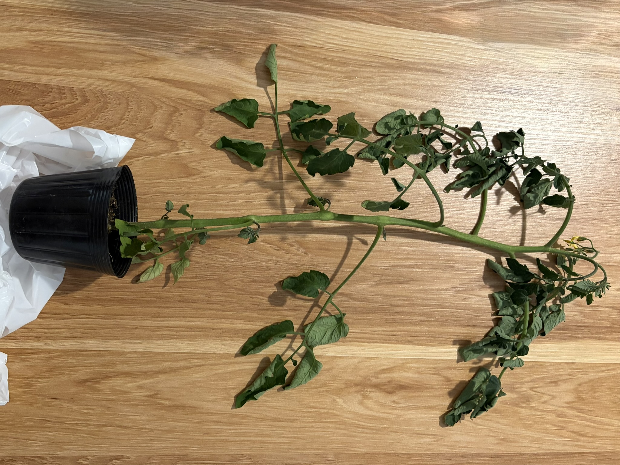 鉢に植えられたミニトマトの苗が、机の上に横倒しで置かれている